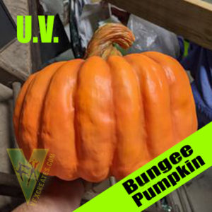 UV Bungee Pumpkin